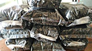 sawi bird|16 Makanan Burung Lovebird Terbaik Agar Cepat Gacor dan Sehat.